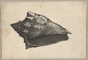 Shell: Hebrew Volute (Voluta ebraea L), Wenceslaus Hollar Bohemian, Etching; only state