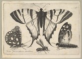 Three Butterflies and a Wasp, Wenceslaus Hollar  Bohemian, Etching; first state of three