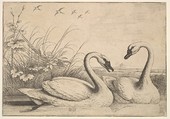 Two Swans, Wenceslaus Hollar  Bohemian, Etching; second state of two