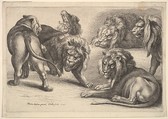 Six Lions in Various Poses, Wenceslaus Hollar  Bohemian, Etching; only state