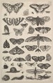Forty-one Insects, including moths and butterflies, Wenceslaus Hollar Bohemian, Etching; only state