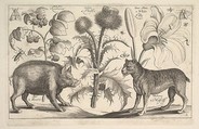 Boar and Mastiff, Wenceslaus Hollar  Bohemian, Etching; only state