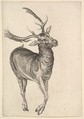 Stag, Wenceslaus Hollar Bohemian, Etching