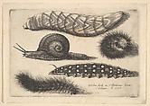 Four Caterpillars and a Snail, Wenceslaus Hollar Bohemian, Etching; first state of three