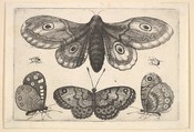 A moth, three butterflies and two beetles, Wenceslaus Hollar Bohemian, Etching; first state of three
