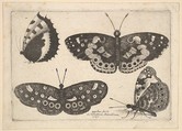 Four Butterflies, Wenceslaus Hollar  Bohemian, Etching; first state of three