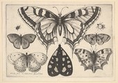 Five Butterflies, a Moth and Two Beetles, Wenceslaus Hollar  Bohemian, Etching; first state of three