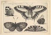 Five Butterflies, Wenceslaus Hollar Bohemian, Etching; first state of three