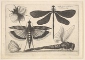 Dragonflies and a bumble bee, Wenceslaus Hollar Bohemian, Etching; first state of three