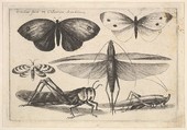 Six Insects, Wenceslaus Hollar Bohemian, Etching; first state of three