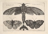 Moth and three butterflies, Wenceslaus Hollar Bohemian, Etching; first state of three