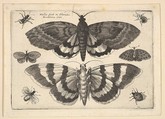 Two moths and six Insects, Wenceslaus Hollar  Bohemian, Etching; first state of three