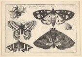 Three moths, two butterflies and a bumble bee, Wenceslaus Hollar  Bohemian, Etching; first state of three