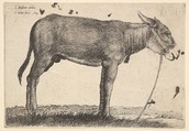 Donkey, Wenceslaus Hollar  Bohemian, Etching; only state