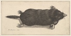 Dead Mole, Wenceslaus Hollar  Bohemian, Etching; only state, early impression before the slipt strokes