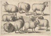 Nine Sheep, Wenceslaus Hollar  Bohemian, Etching; only state