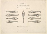 Pisces: Hogarth's Quadrille Fish, William Hogarth  British, Etching and engraving