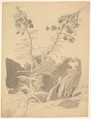 Study of a Willowherb; verso: Study of Two Cows, Carl Gustav Carus (German, Leipzig 1789–1869 Dresden), Graphite, brush and gray ink; verso: graphite