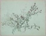Study of a Flowering Thistle, Carl Georg Anton Graeb German, Graphite, watercolor