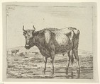 Bull Standing in Water, plate 6 from "Different Animals", Adriaen van de Velde  Dutch, Etching