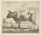 Two Cows and a Sheep, plate 4 from "Different Animals", Adriaen van de Velde  Dutch, Etching