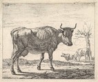 Three Cows, Adriaen van de Velde  Dutch, Etching
