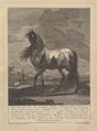 Horse, Johann Elias Ridinger German, Etching