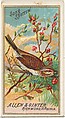 Song Sparrow, from the Birds of America series (N4) for Allen & Ginter Cigarettes Brands, Allen & Ginter American, Commercial color lithograph