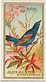 Blue Bunting, from the Birds of America series (N4) for Allen & Ginter Cigarettes Brands, Allen & Ginter American, Commercial color lithograph
