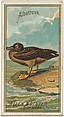 Albatross, from the Birds of America series (N4) for Allen & Ginter Cigarettes Brands, Allen & Ginter American, Commercial color lithograph