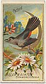 Catbird, from the Birds of America series (N4) for Allen & Ginter Cigarettes Brands, Allen & Ginter American, Commercial color lithograph