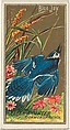 Blue Jay, from the Birds of America series (N4) for Allen & Ginter Cigarettes Brands, Allen & Ginter American, Commercial color lithograph
