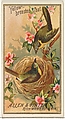 Yellow-breasted Chat, from the Birds of America series (N4) for Allen & Ginter Cigarettes Brands, Allen & Ginter American, Commercial color lithograph