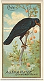 Crow, from the Birds of America series (N4) for Allen & Ginter Cigarettes Brands, Allen & Ginter American, Commercial color lithograph