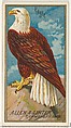 Eagle, from the Birds of America series (N4) for Allen & Ginter Cigarettes Brands, Allen & Ginter American, Commercial color lithograph
