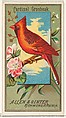 Cardinal Grosbeak, from the Birds of America series (N4) for Allen & Ginter Cigarettes Brands, Allen & Ginter American, Commercial color lithograph
