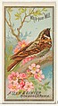 Whip-poor-Will, from the Birds of America series (N4) for Allen & Ginter Cigarettes Brands, Allen & Ginter American, Commercial color lithograph