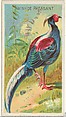 Swinhoe Pheasant, from the Birds of the Tropics series (N5) for Allen & Ginter Cigarettes Brands, Allen & Ginter American, Commercial color lithograph