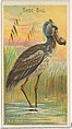 Shoe-Bill, from the Birds of the Tropics series (N5) for Allen & Ginter Cigarettes Brands, Allen & Ginter American, Commercial color lithograph