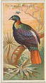 The Impeyan Pheasant, from the Birds of the Tropics series (N5) for Allen & Ginter Cigarettes Brands, Allen & Ginter American, Commercial color lithograph