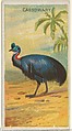 Cassowary, from the Birds of the Tropics series (N5) for Allen & Ginter Cigarettes Brands, Allen & Ginter American, Commercial color lithograph