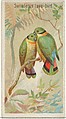 Swindern's Love-Bird, from the Birds of the Tropics series (N5) for Allen & Ginter Cigarettes Brands, Allen & Ginter American, Commercial color lithograph