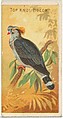 Top Knot Pigeon, from the Birds of the Tropics series (N5) for Allen & Ginter Cigarettes Brands, Allen & Ginter American, Commercial color lithograph