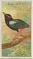 Rainbow Pitta, from the Birds of the Tropics series (N5) for Allen & Ginter Cigarettes Brands, Allen & Ginter American, Commercial color lithograph