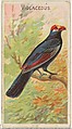 Violaceous, from the Birds of the Tropics series (N5) for Allen & Ginter Cigarettes Brands, Allen & Ginter American, Commercial color lithograph