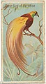 Great Bird of Paradise, from the Birds of the Tropics series (N5) for Allen & Ginter Cigarettes Brands, Allen & Ginter American, Commercial color lithograph