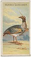 Horned Screamer, from the Birds of the Tropics series (N5) for Allen & Ginter Cigarettes Brands, Allen & Ginter American, Commercial color lithograph