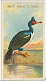White-Throated Shag, from the Birds of the Tropics series (N5) for Allen & Ginter Cigarettes Brands, Allen & Ginter American, Commercial color lithograph