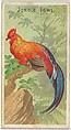 Jungle Fowl, from the Birds of the Tropics series (N5) for Allen & Ginter Cigarettes Brands, Allen & Ginter American, Commercial color lithograph