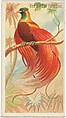 Red Bird of Paradise, from the Birds of the Tropics series (N5) for Allen & Ginter Cigarettes Brands, Allen & Ginter American, Commercial color lithograph
